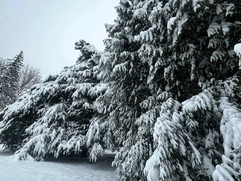 Заснеженные ели в Адыгее