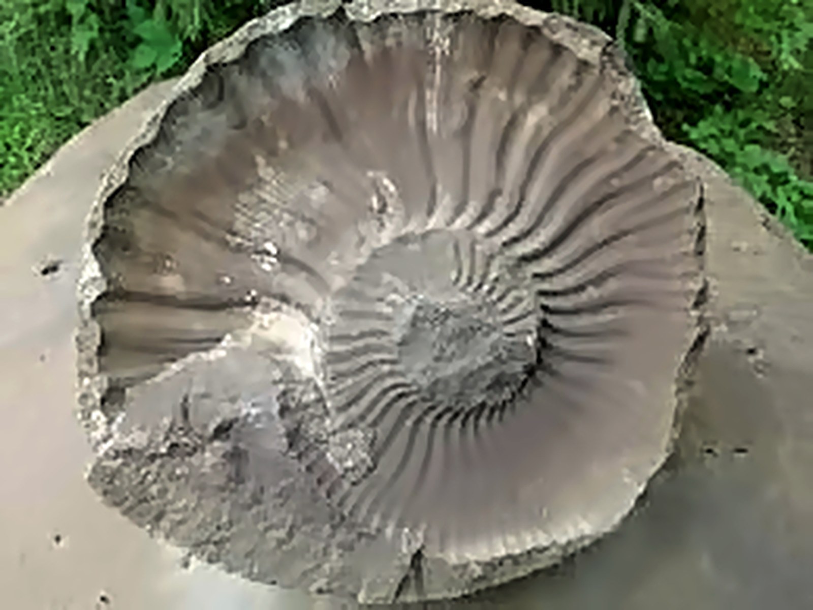 Аммонит