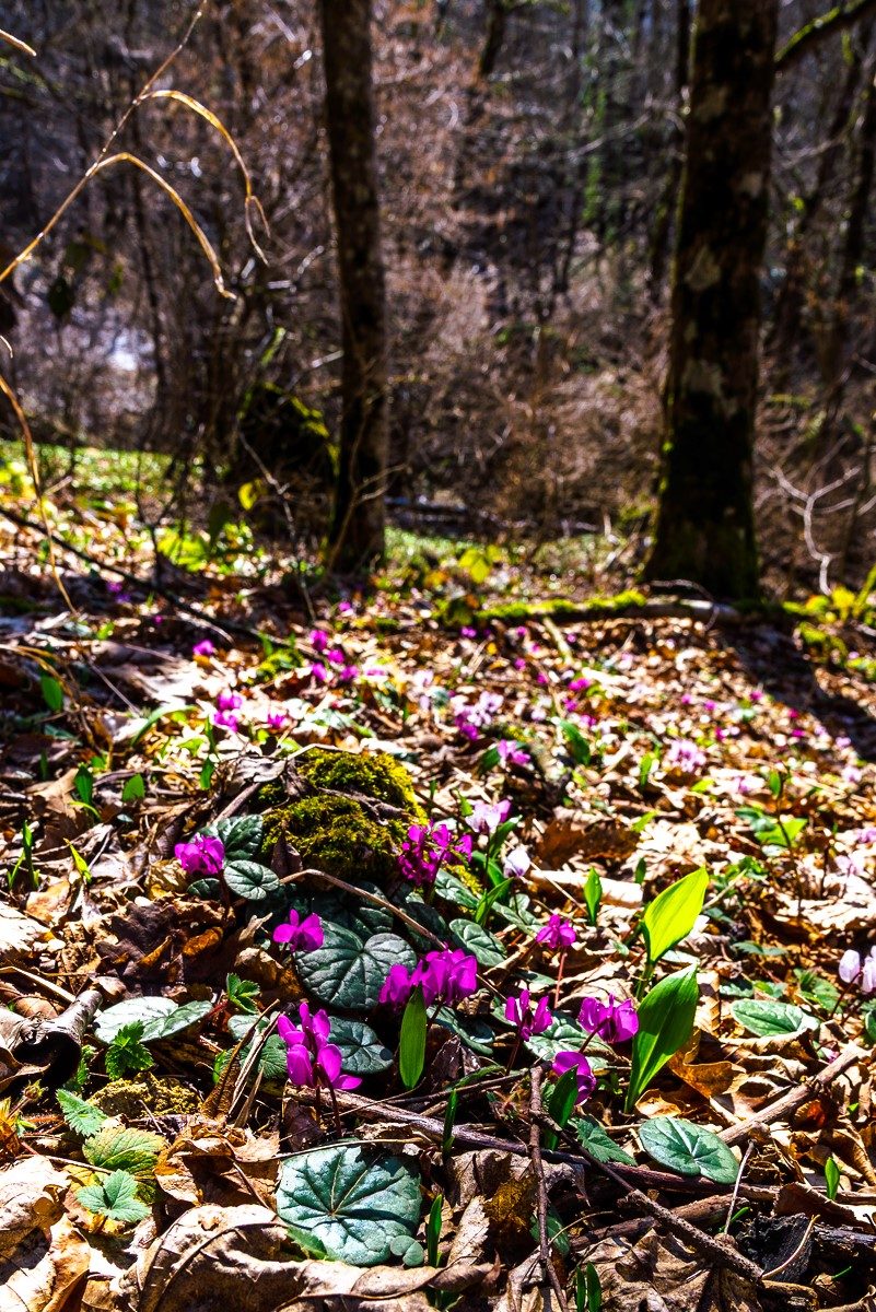Розовые цикламены в лесу Адыгеи во время февральской оттепели